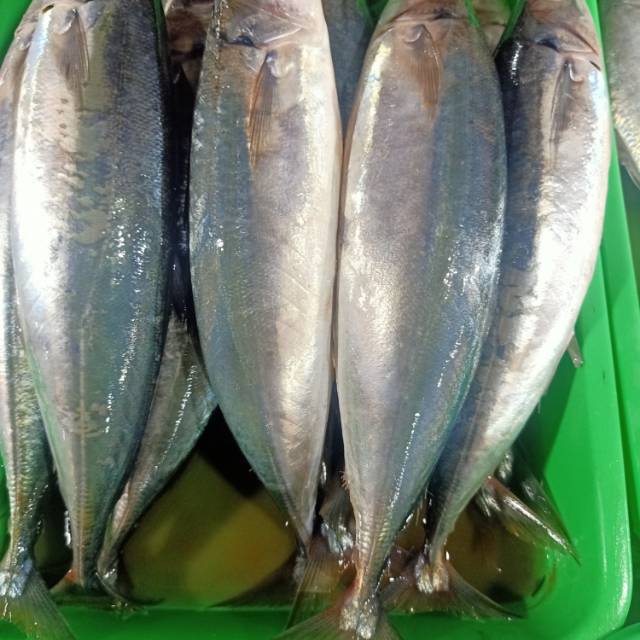 

Ikan Salam