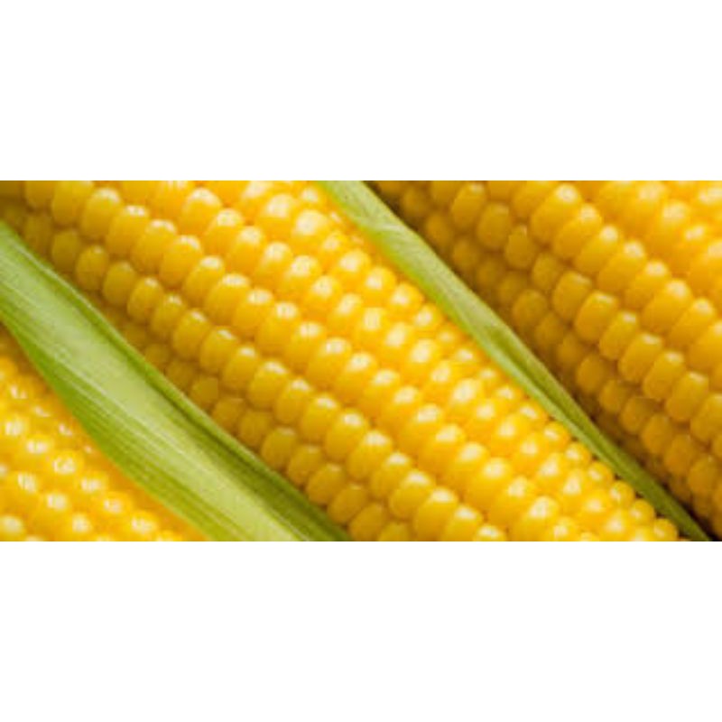 

JAGUNG MANIS MUDA KUPAS/NIURAME