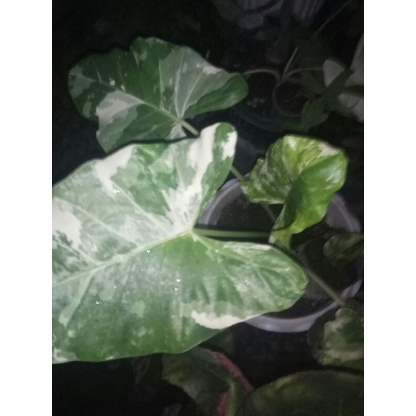 KELADI CENTE - KELADI HITAM - KELADI PUTIH