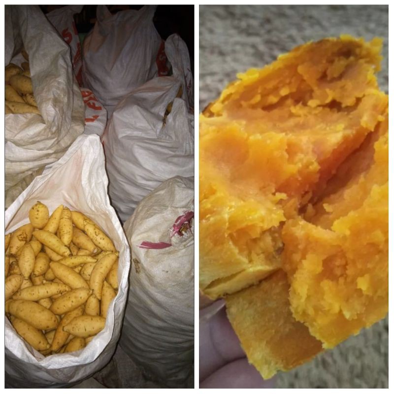 

Ubi cilembu madu (mentah)