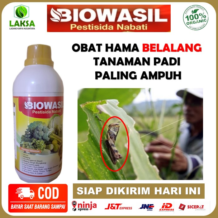 Insektisida Biowasil Pestisida Nabati Obat Pembasmi Hama Belalang Paling Ampuh - Obat Biowasil Atasi