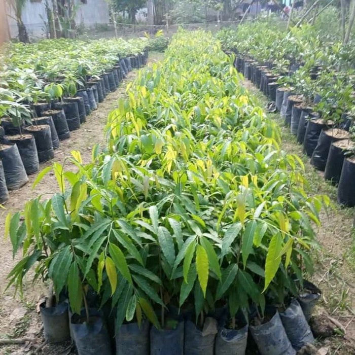 Tanaman Hias Glodokan Tiang - Bibit Pohon Glodokan Tiang Murah