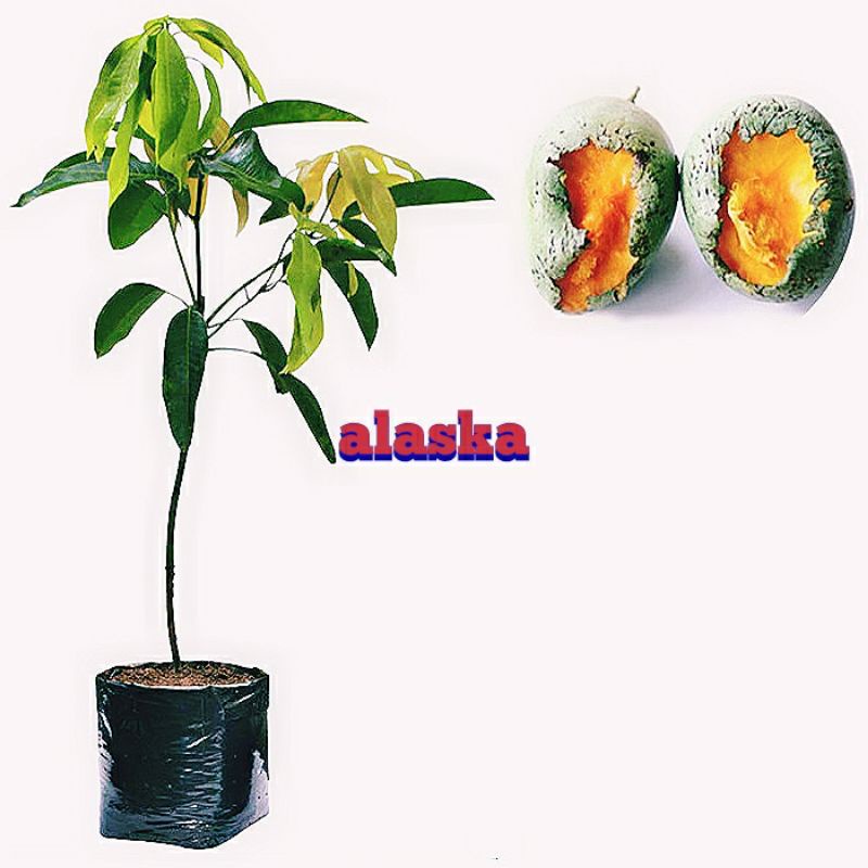 Bibit Mangga Lalijiwo, Mangga Madu, mangga manis_bibit buah_tanaman_pohon mangga_buah_buah mangga