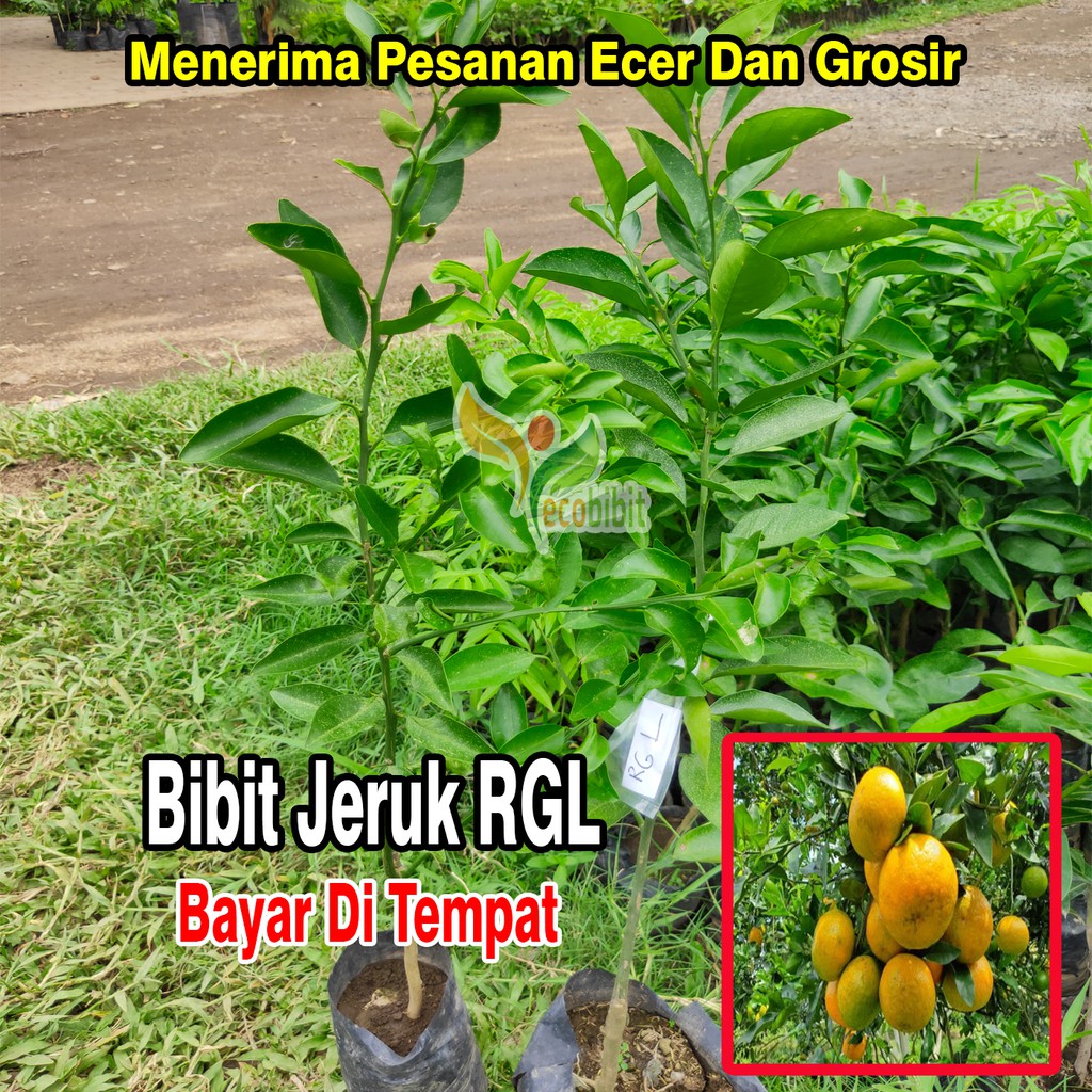 Bibit Jeruk RGL Berkuwalitas Unggul