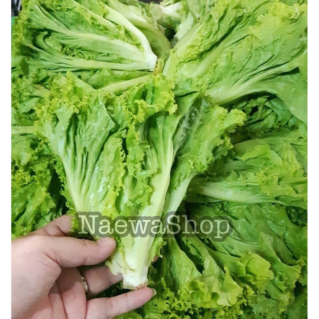 

SELADA KERING / LETTUCE GREEN CURLY 250Gram