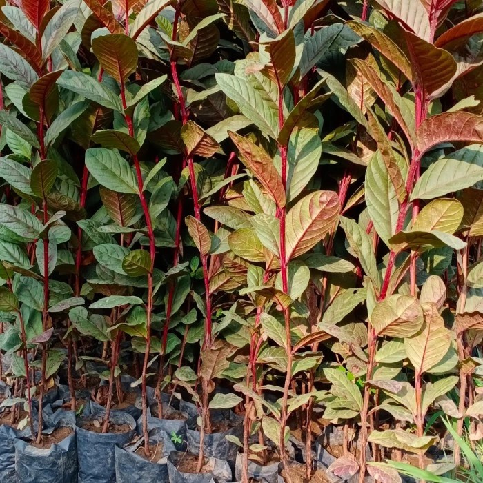 

bibit jambu merah/2pohon