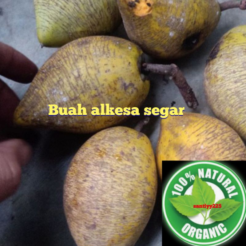 

Buah Alkesa/ Segar 1kg