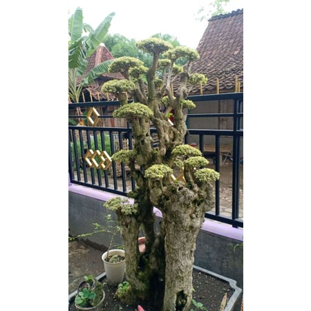 Tanaman hias bonsai taman wacang / wahong sancang variegata -/+ 1.6 meter