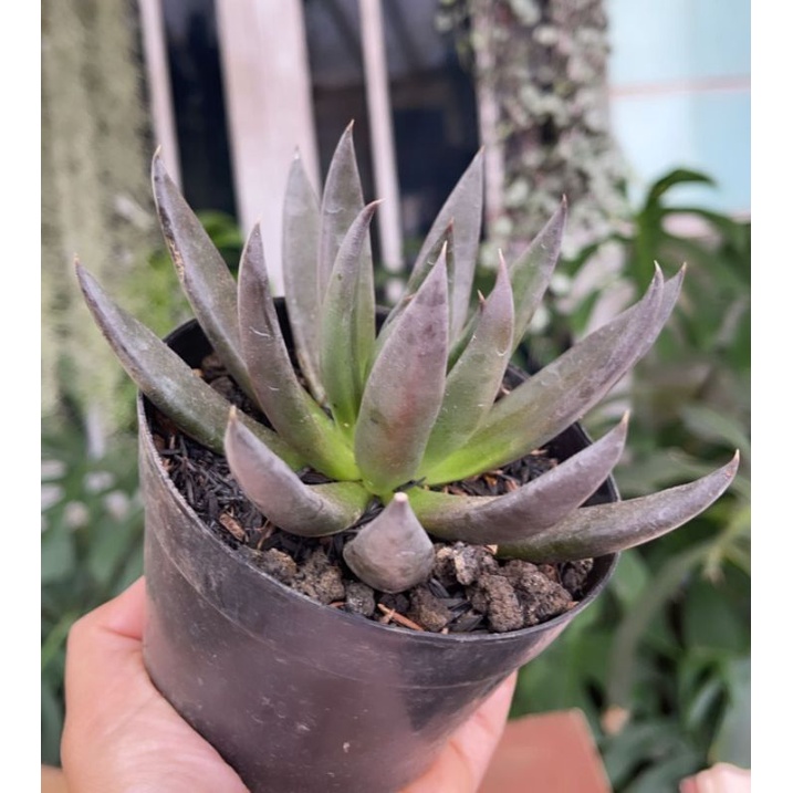 Sukulen Echeveria Black Knight