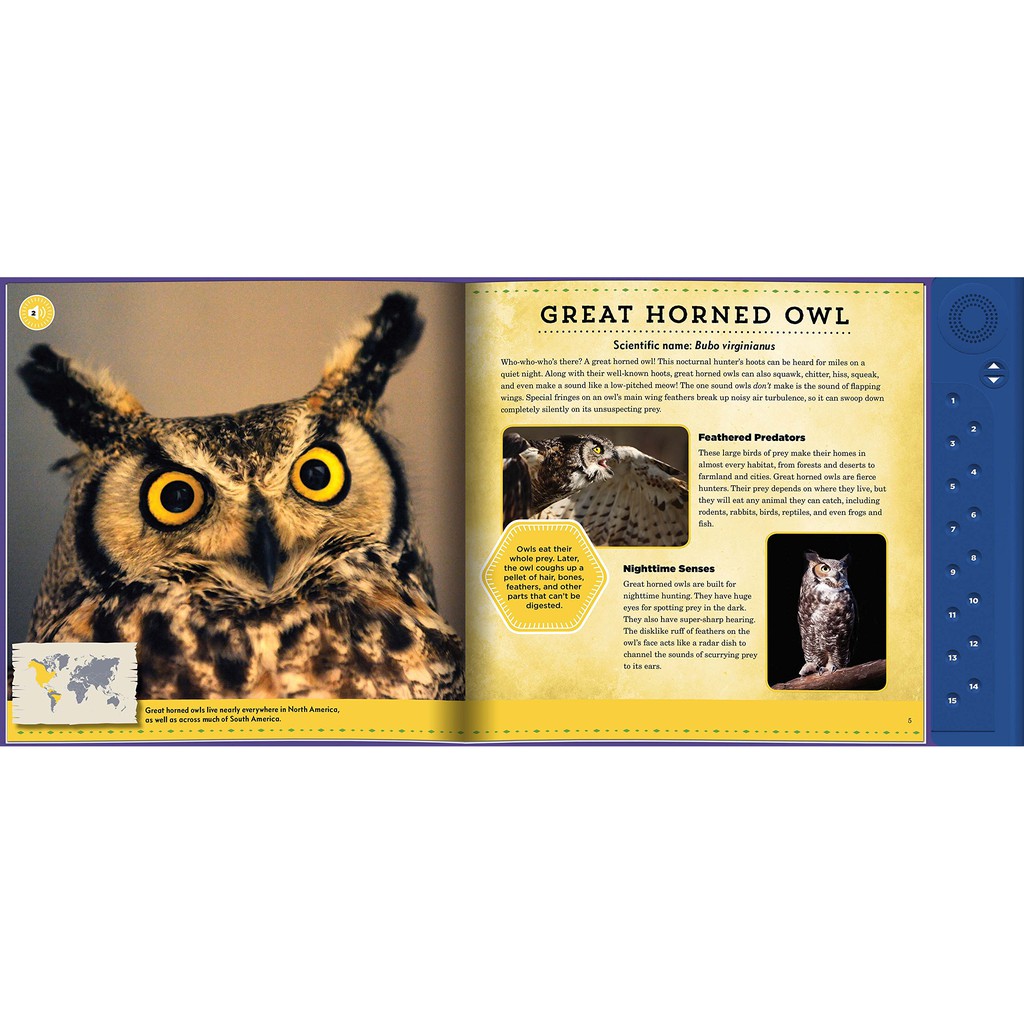 Buku Anak BBW Calls of the Wild: Nighttime Animals Hardcover