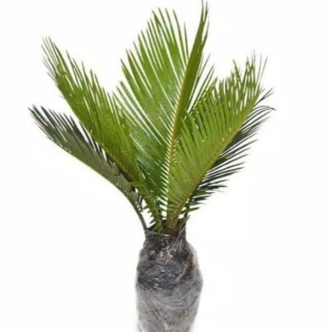 Pohon Sikas / Palem Sikas Bibit Tanaman Pohon Palm Sikas