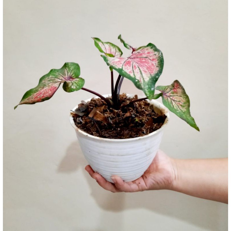 Tanaman hias keladi hybrid hanoman obong