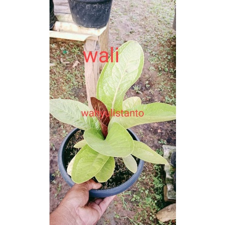 Anturium jemani golden