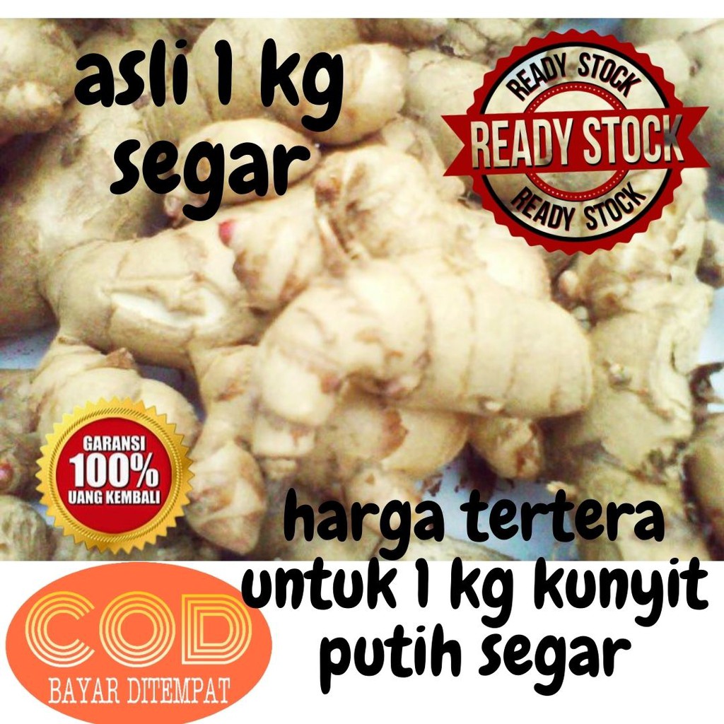 kunyit putih segar 1 kg atau temu putih 1 kg KUNYIT PUTIH MENTAH JUAL KUNYIT PUTIH MURAH