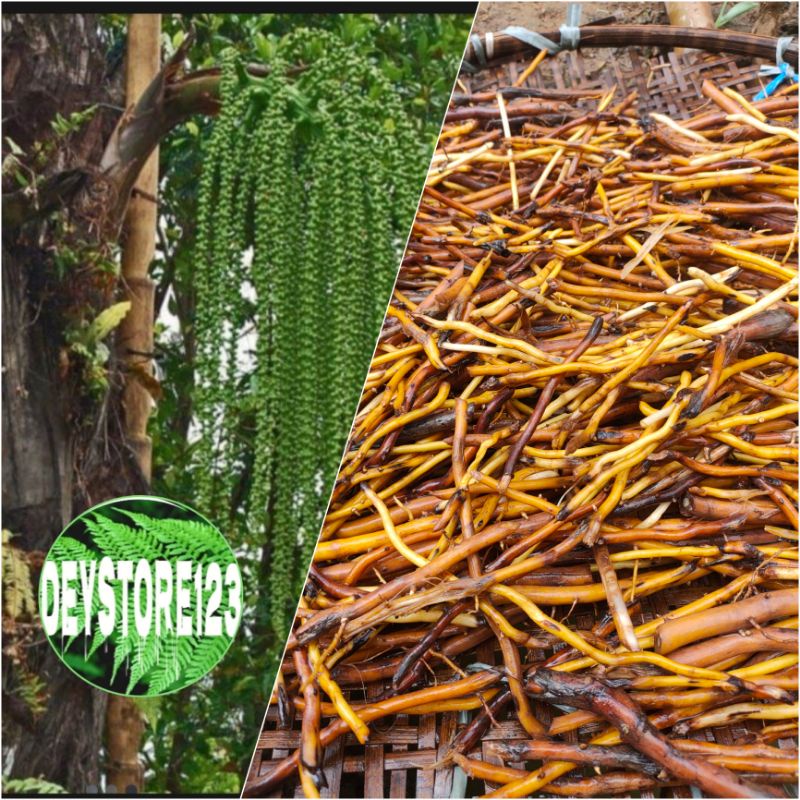 

promo akar aren muda segar berat 250 grm