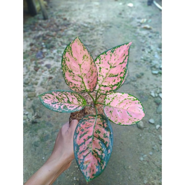 aglonema ruby dinamit tanaman bunga hias