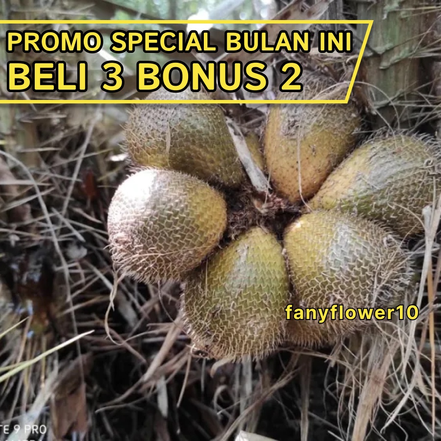 BELI 3 BONUS 2 / SALAK GADING | kwalitas bibit unggul | PLUS BONUS 1 PUPUK GRATIS