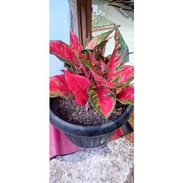 Aglonema Kochin Cameleon rumpun