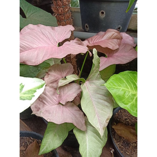SYNGONIUM NEON REBUSTA.SYNGONIUM PINK.SYNGONIUM.BIBIT SYNGONIUM.BUNGA SYNGONIUM PINK