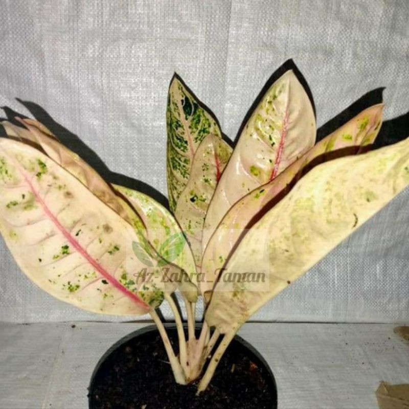 Tanaman hias aglonema dona carmen mutasi Shopee Indonesia Tanaman hias aglonema dona carmen mutasi Shopee Indonesia