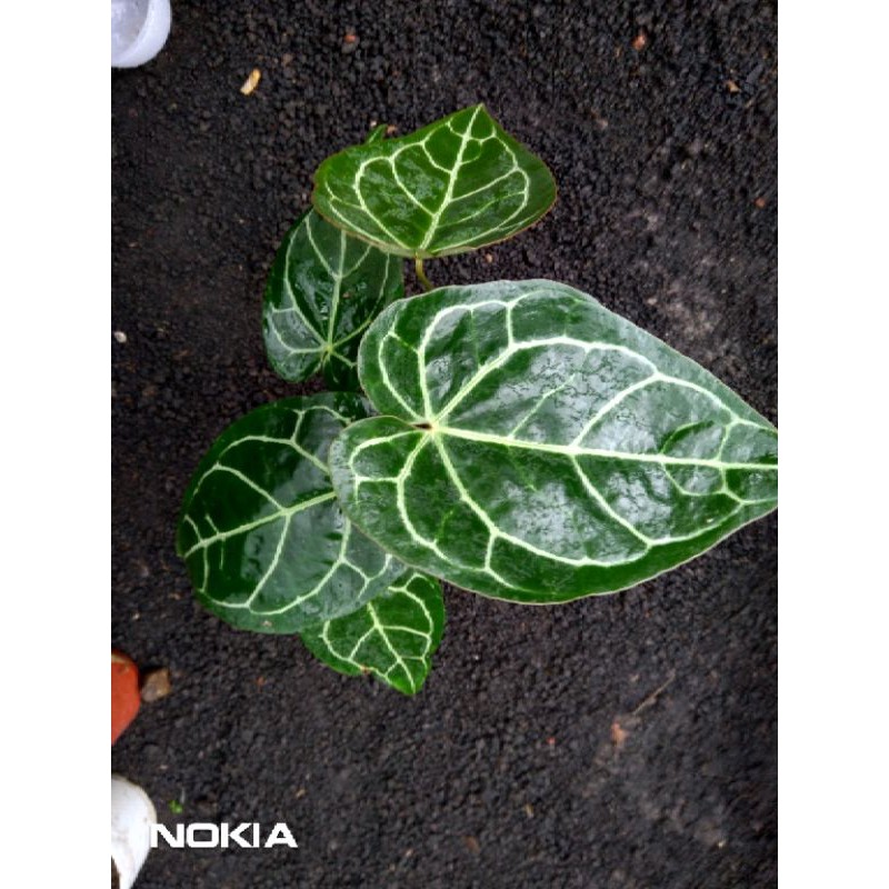 anthurium cristalium/anthurium murah/kuping gajah/kuping gajah murah/kuping gajah kristal