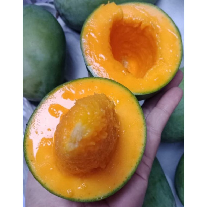 

Mangga Klonal/apokat PT TRIGATRA