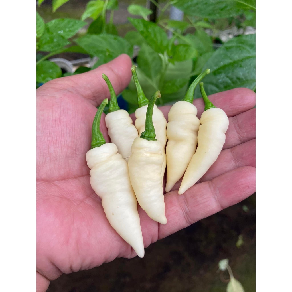 Benih Bibit Biji - Cabai Fatalii White Cabe Putih Super Pedas Pepper Seeds