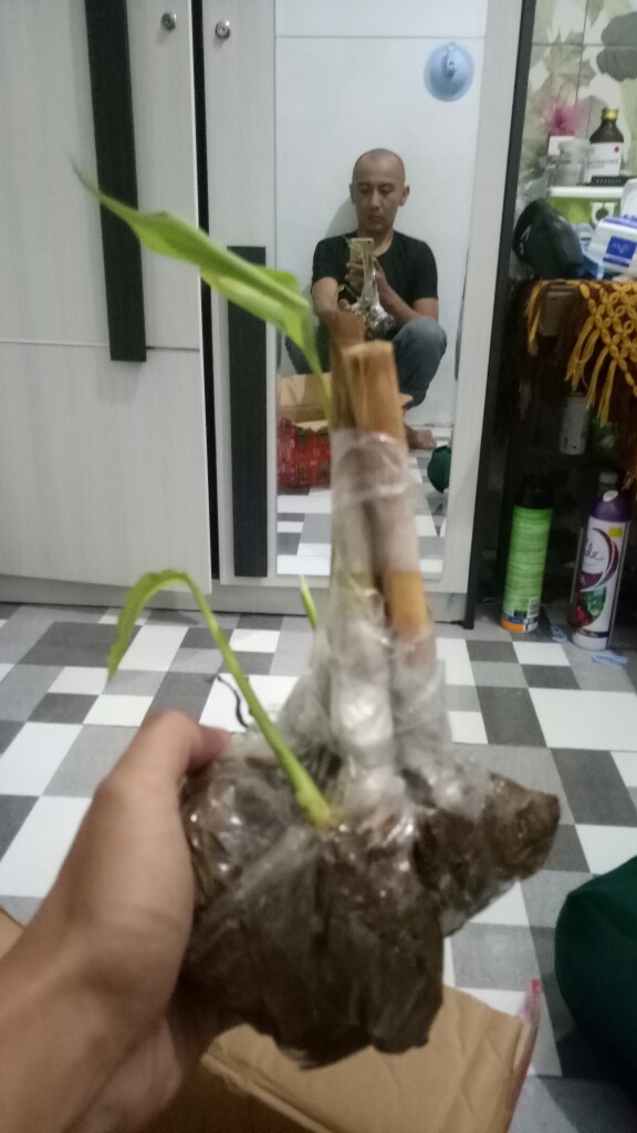 Bibit Kapulaga India