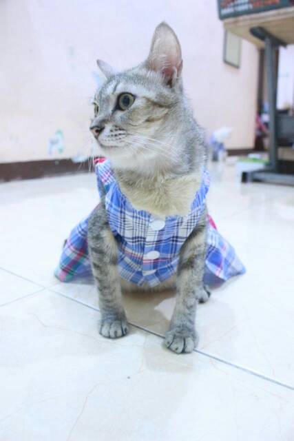 Dress kotak-kotak biru untuk kucing &amp; anjing /Jual Baju Kucing Terlengkap &amp; Berkualitas size S-XL