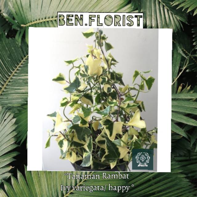 Tanaman hias ivy variegata daun tebal