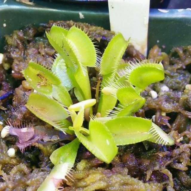 Tanaman Karnivora Venus  flytrap  kecil Shopee Indonesia 