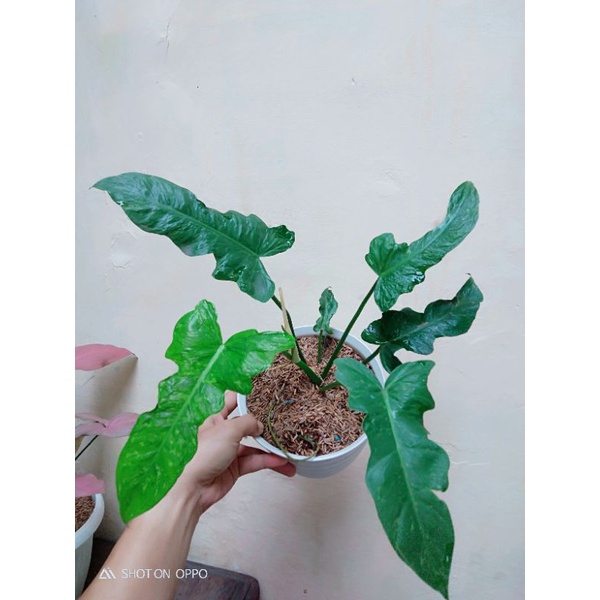 philodendron dragon lime fiddle