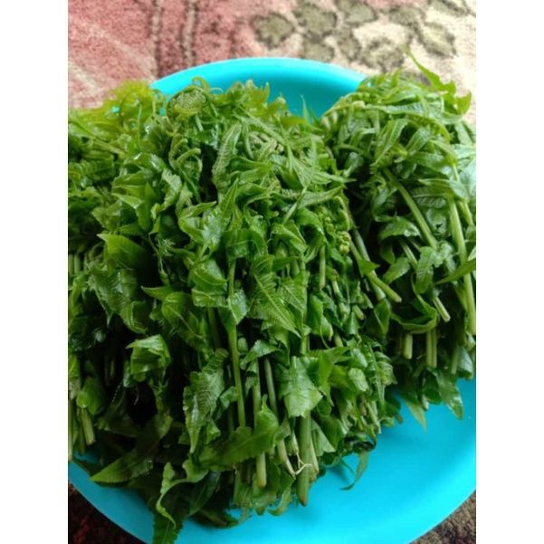 

PROMO PAKIS SAYUR SEGAR FRESS /100 GRAM ASLI ALAM