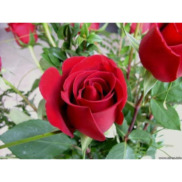 Endah Garden tanaman bunga bunga mawar merah / bunga mawar / tanaman bunga hidup