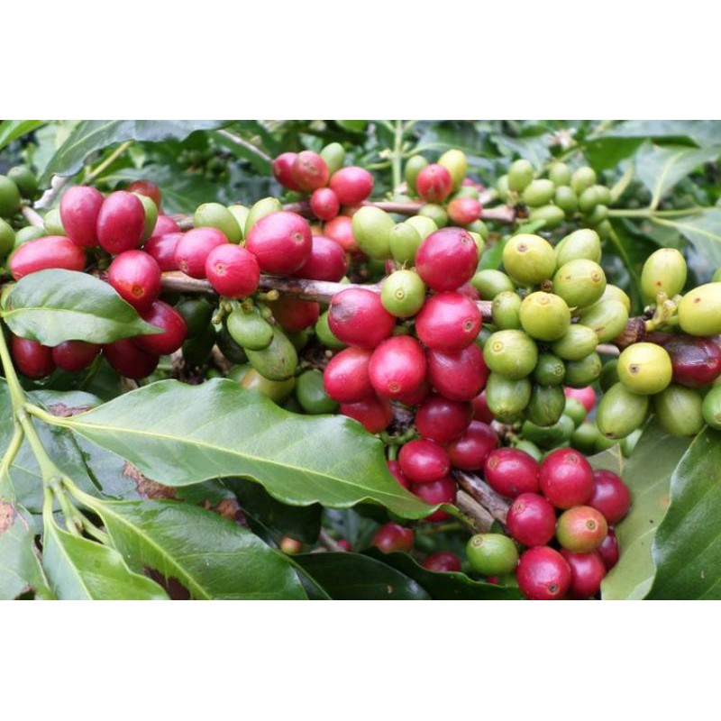 

(1KG)KOPI GAYO (SPESIALTY KOPI GAYO)