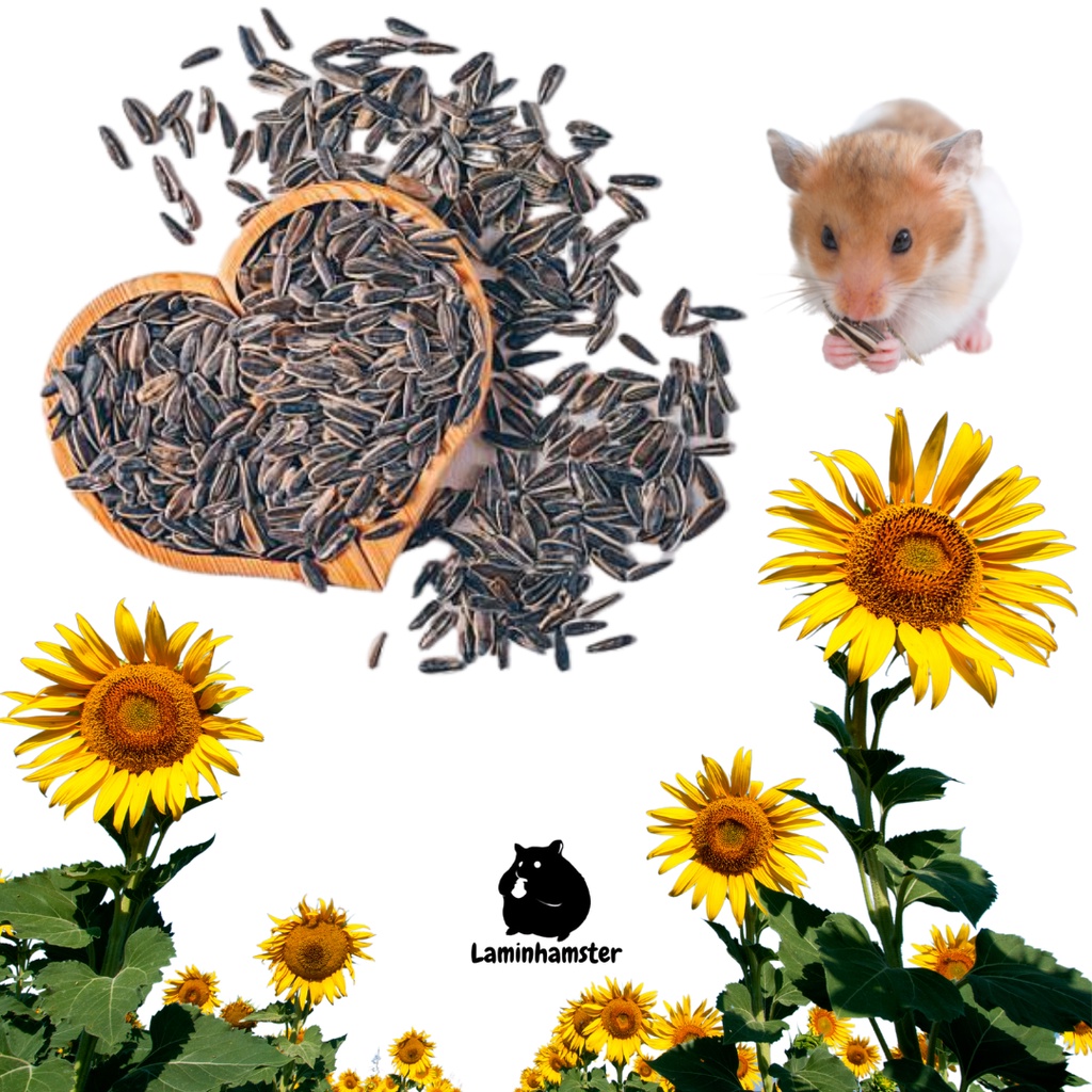 Kuaci Biji Bunga Matahari Premium - Kualitas Import - Makanan Hamster 400 Gram