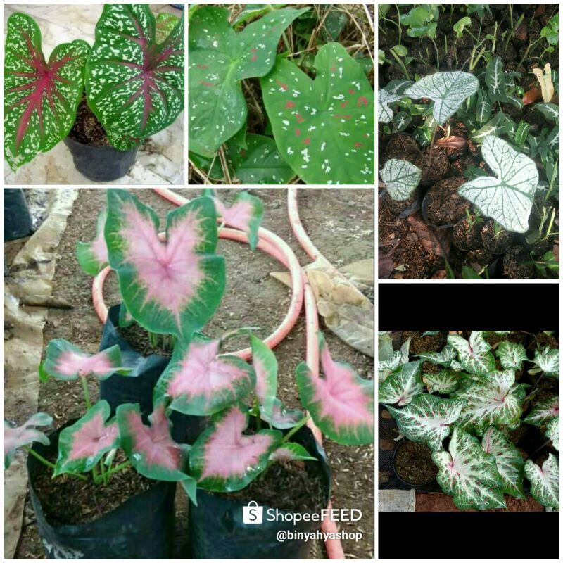 5 Paket keladi hias yang cantik