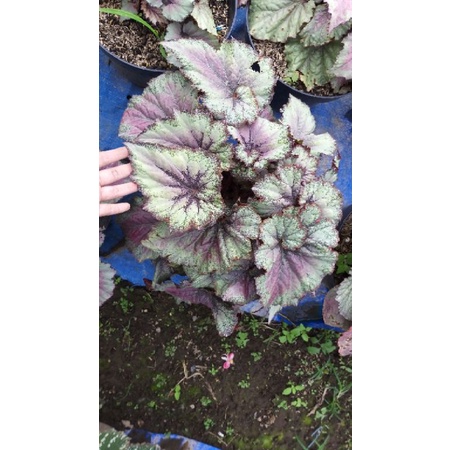 begonia keong merah, ungu, pink,