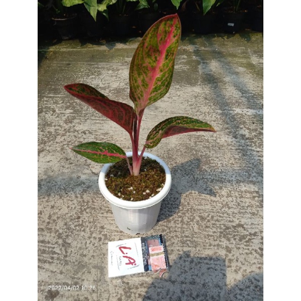Aglaonema Kendedes