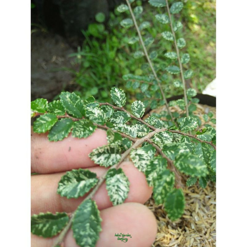 Bahan Bonsai Ulmus Variegata Impor