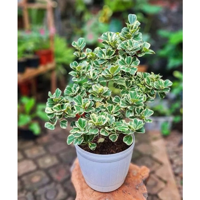 Jual tanaman hias hidup - tanaman ficus triangualis kupu-kupu varigata ...