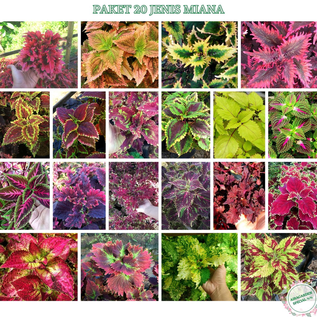 PAKET HEMAT Tanaman Hias Miana Premium ID 20 Jenis / Jawer Kotok / Iler / Coleus (PLUS DAPAT BONUS)