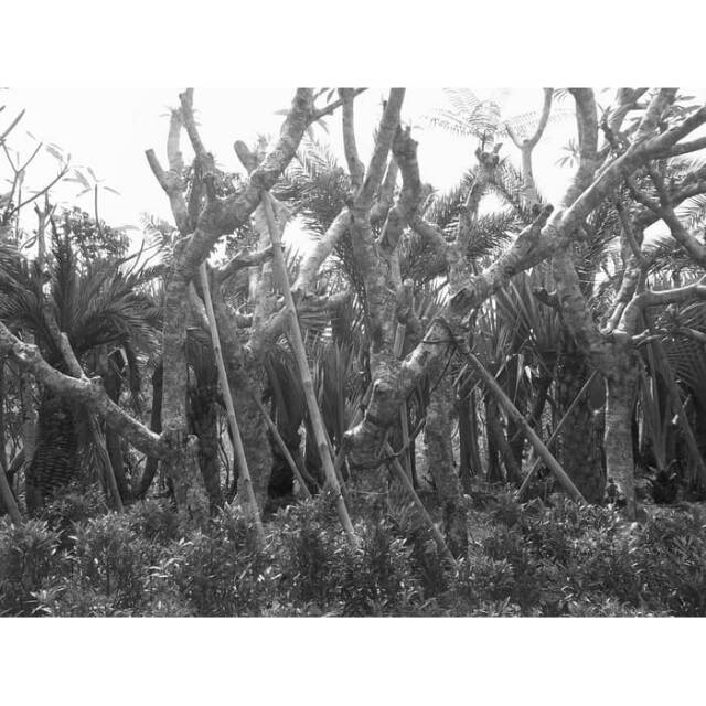 Pohon kamboja fosil - Kamboja fosil