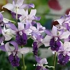 Dendrobium Indonesia Raya Blue
