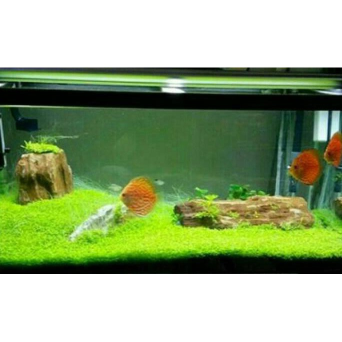 Promo Termurah Bibit Benih Tanaman Aquascape Mini Dwarf Pearl Harga Murah Shopee Indonesia