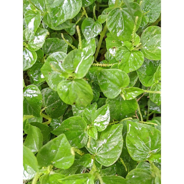 

Ketumpang air/Sirih Cina