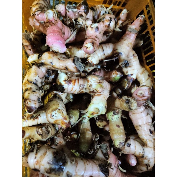 

bumbu dapur base base lengkuas isen laos murah