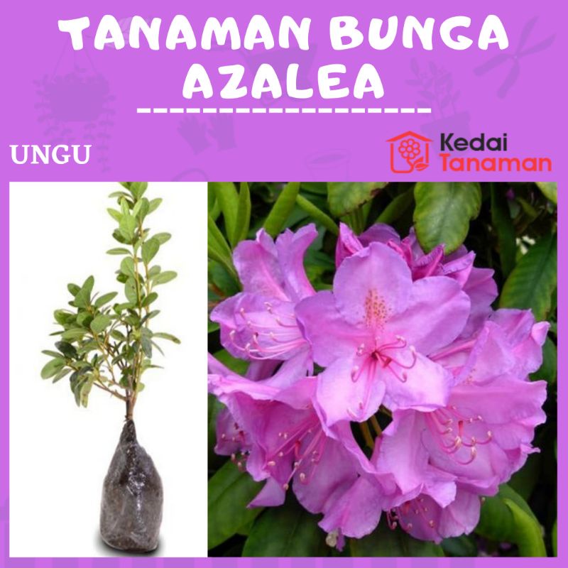 Jual Tanaman Hias Hidup Bunga Azalea Ungu - Bunga Hidup Saliyah Ungu ...