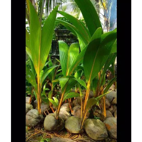 BIBIT KELAPA WULUNG ASLI KUALITAS SUPER