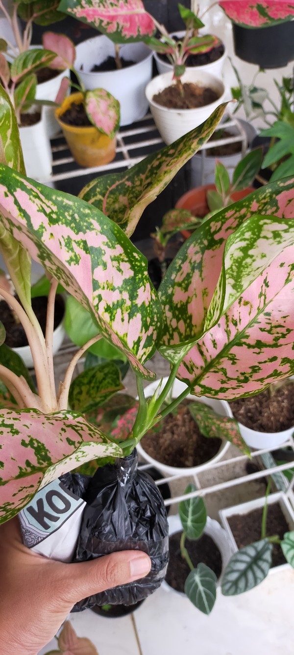 Tanaman Hias Aglonema Pink Ruby Aglonema Ruby Ukuran Remaja